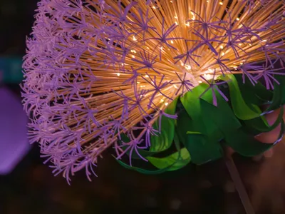 Mardi Gras Parade 2025 - 20250304-138