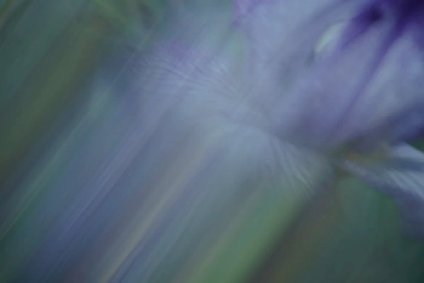 Backlit Oregon Iris flower