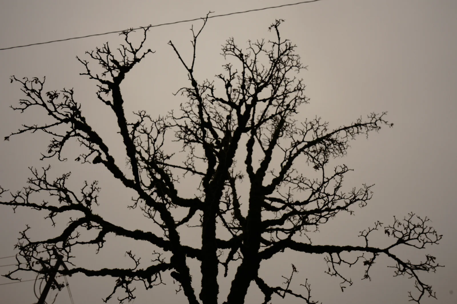 Portland Nocturnal Urban Study No. 03