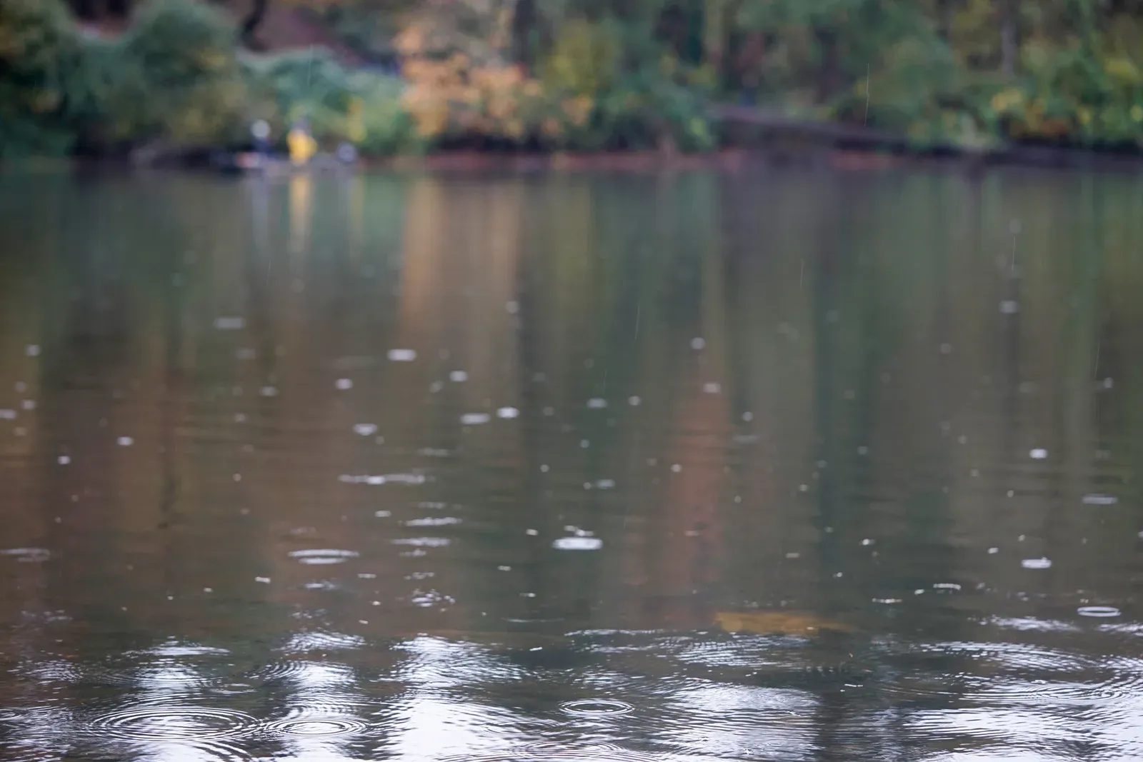Columbia River Anglers: Dawn Casting at Camas Slough