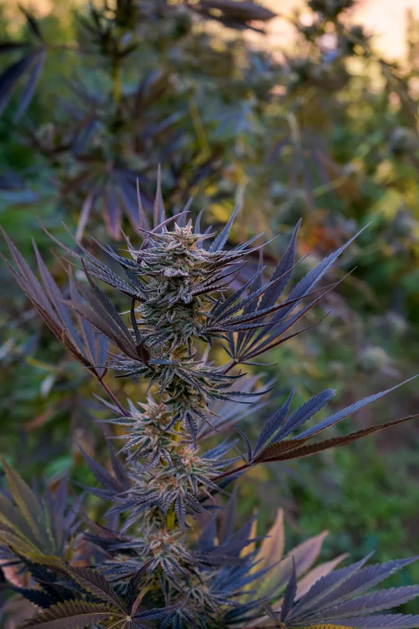 Black Owl Botanical Macro Archive #pg-real-3046