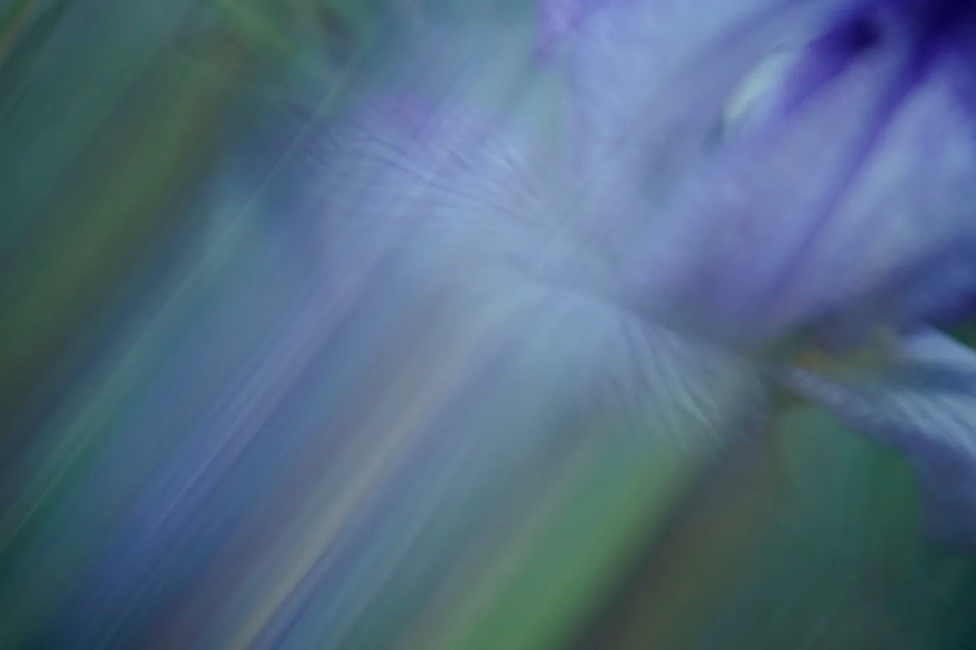 Botanical Microcosm: Morning Backlight on Oregon Iris (Iris Tenax)
