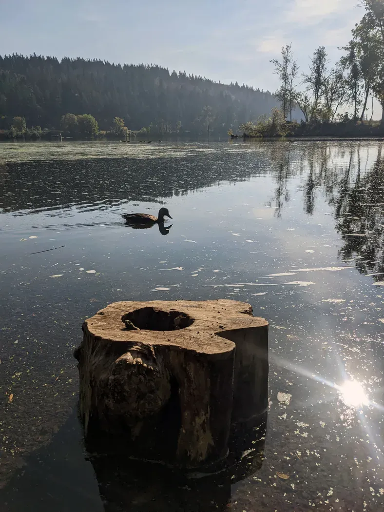 Willamette Park: River Landing, Driftwood & Current Eddies
