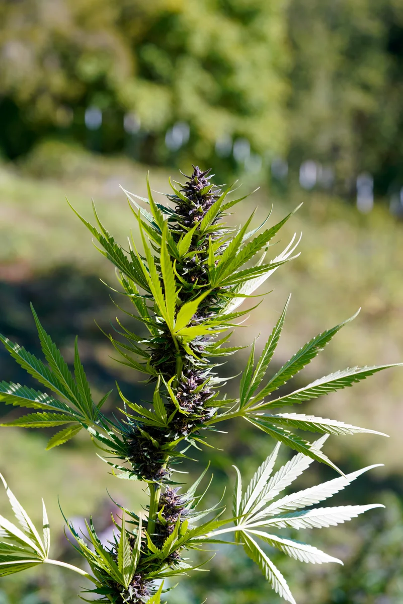 Black Owl Botanical Macro Archive #pg-real-967