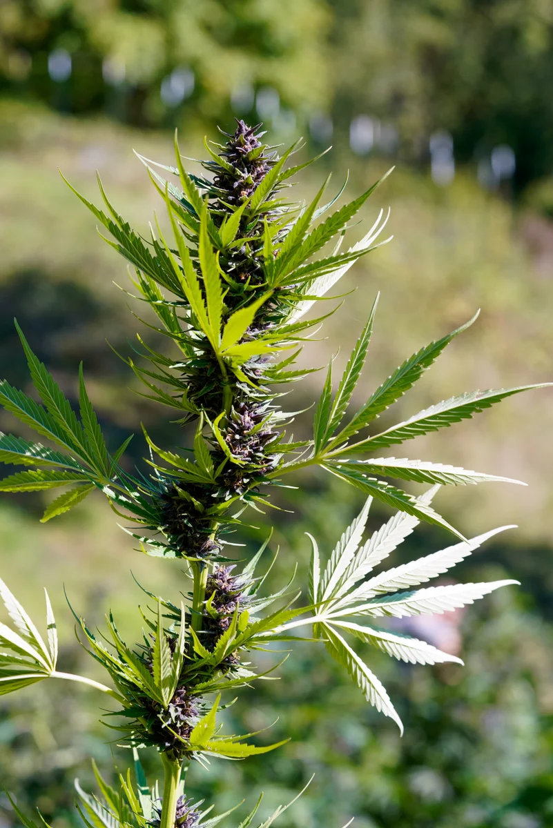 Black Owl Botanical Macro Archive #pg-real-968