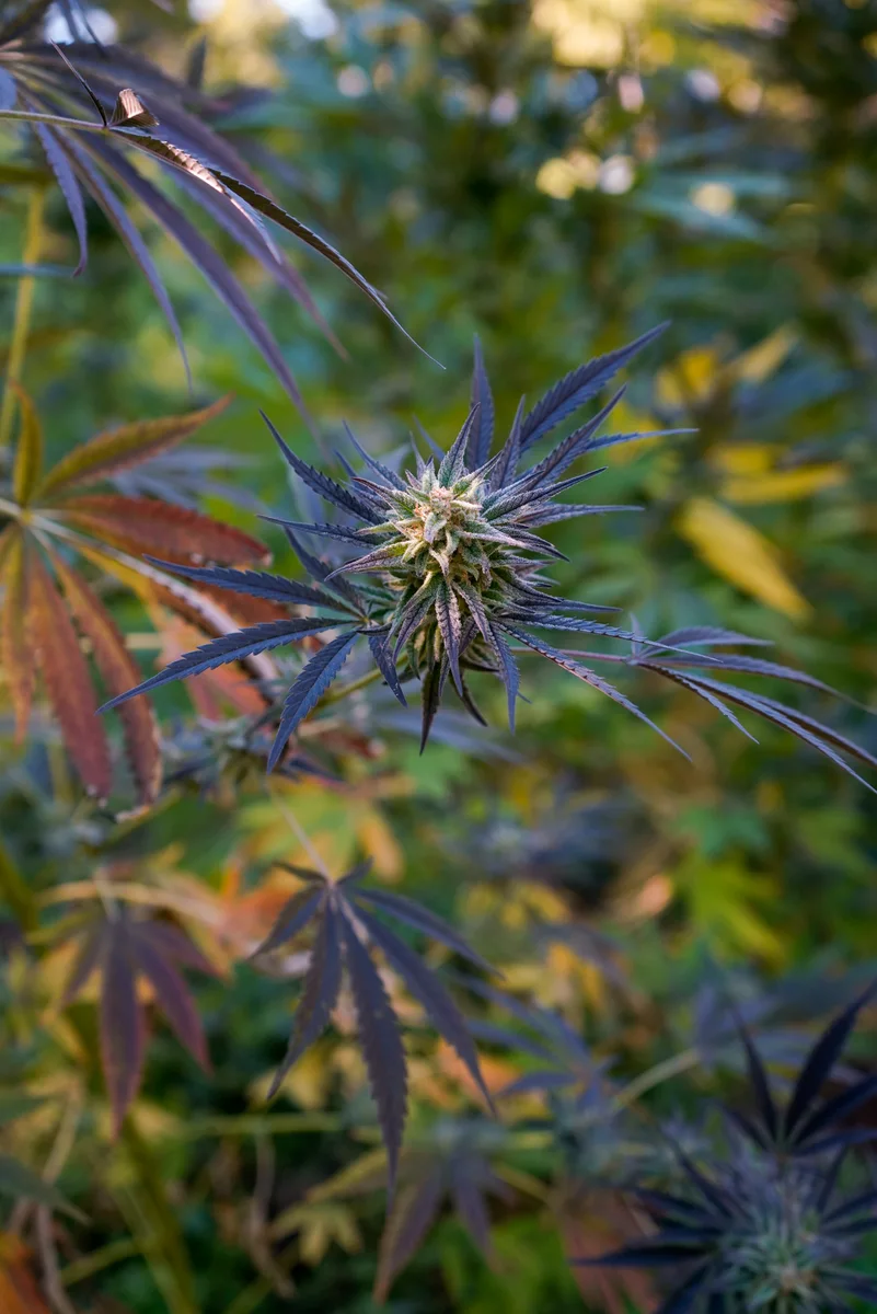 Black Owl Botanical Macro Archive #pg-real-1019