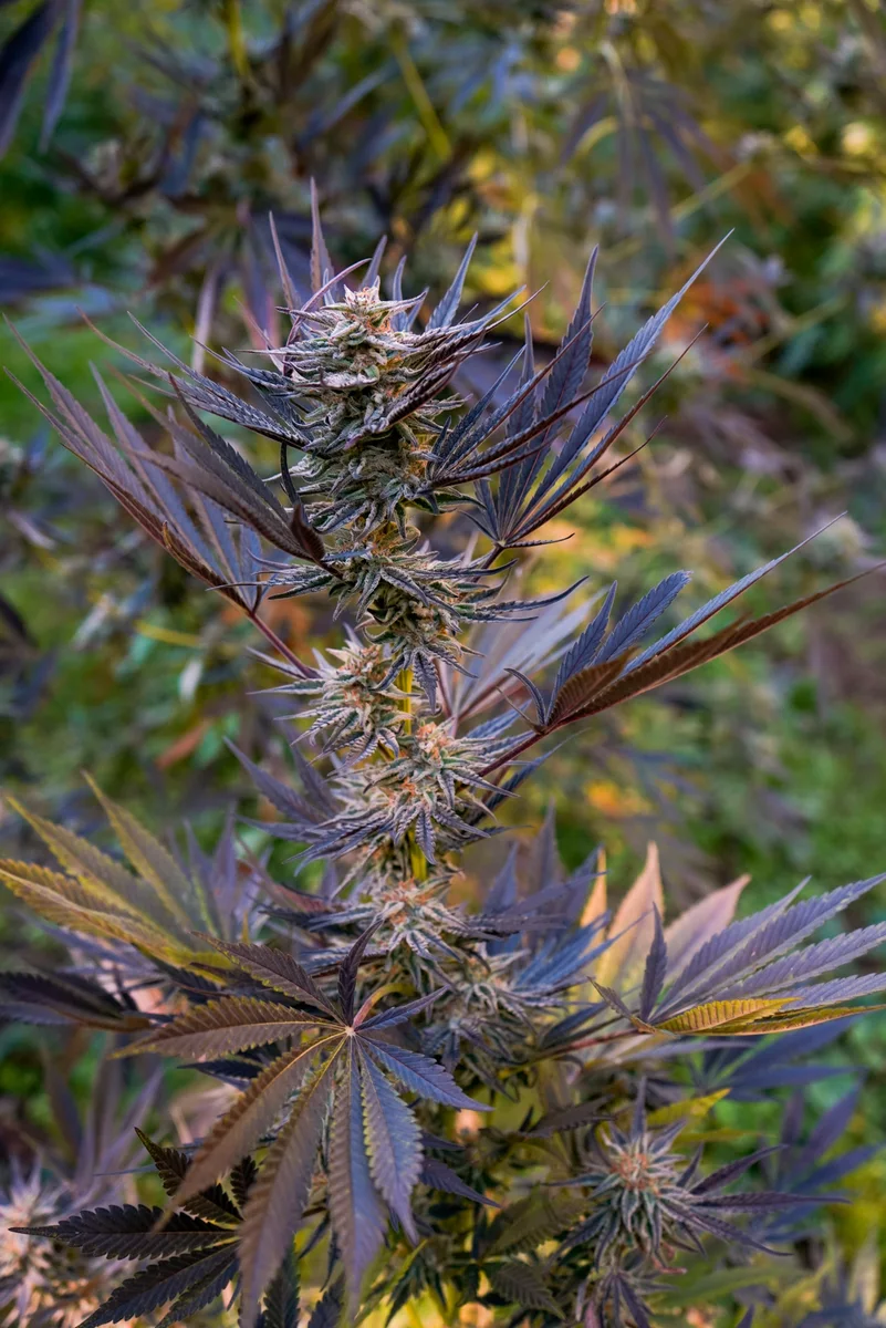 Black Owl Botanical Macro Archive #pg-real-1032