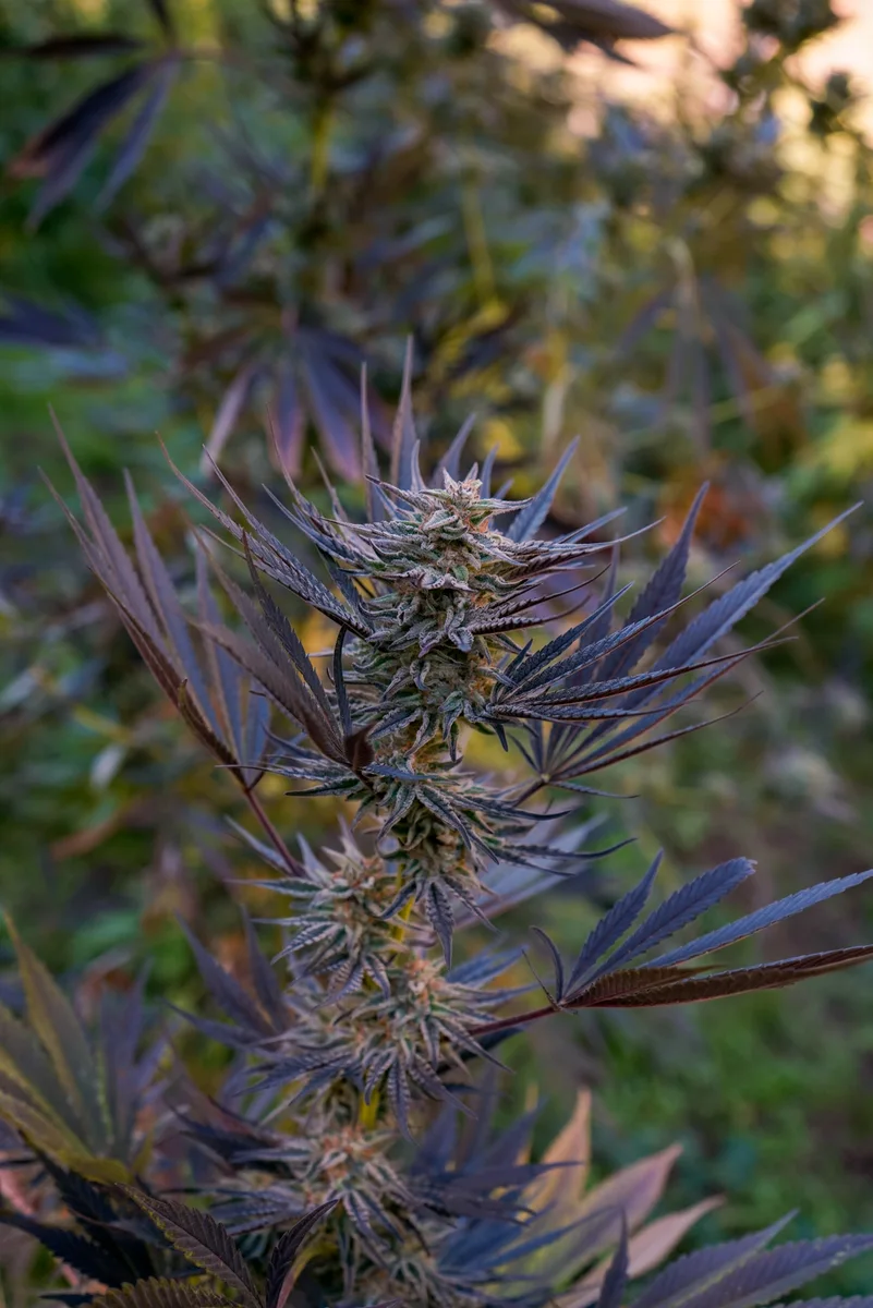 Black Owl Botanical Macro Archive #pg-real-1033