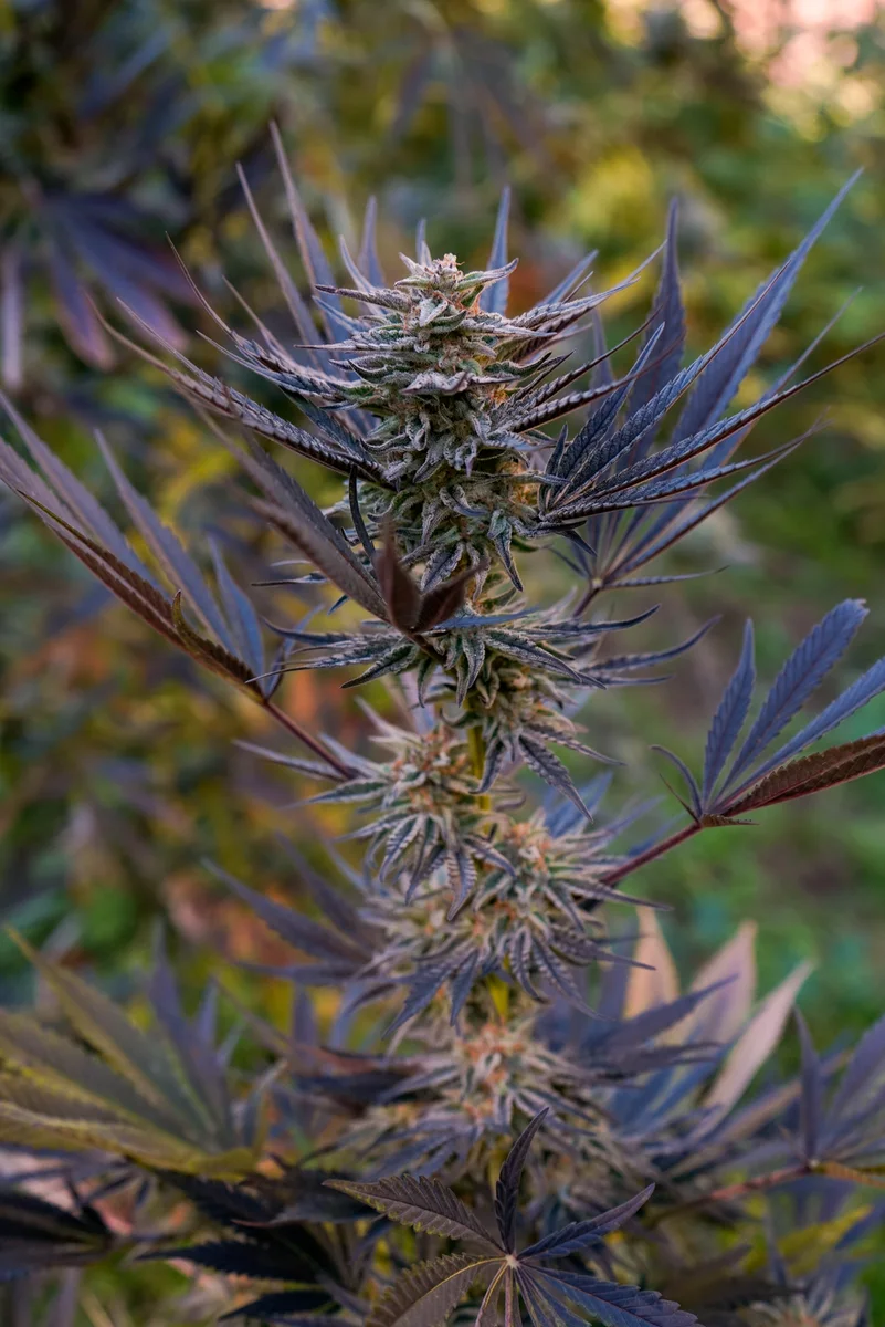 Black Owl Botanical Macro Archive #pg-real-1034