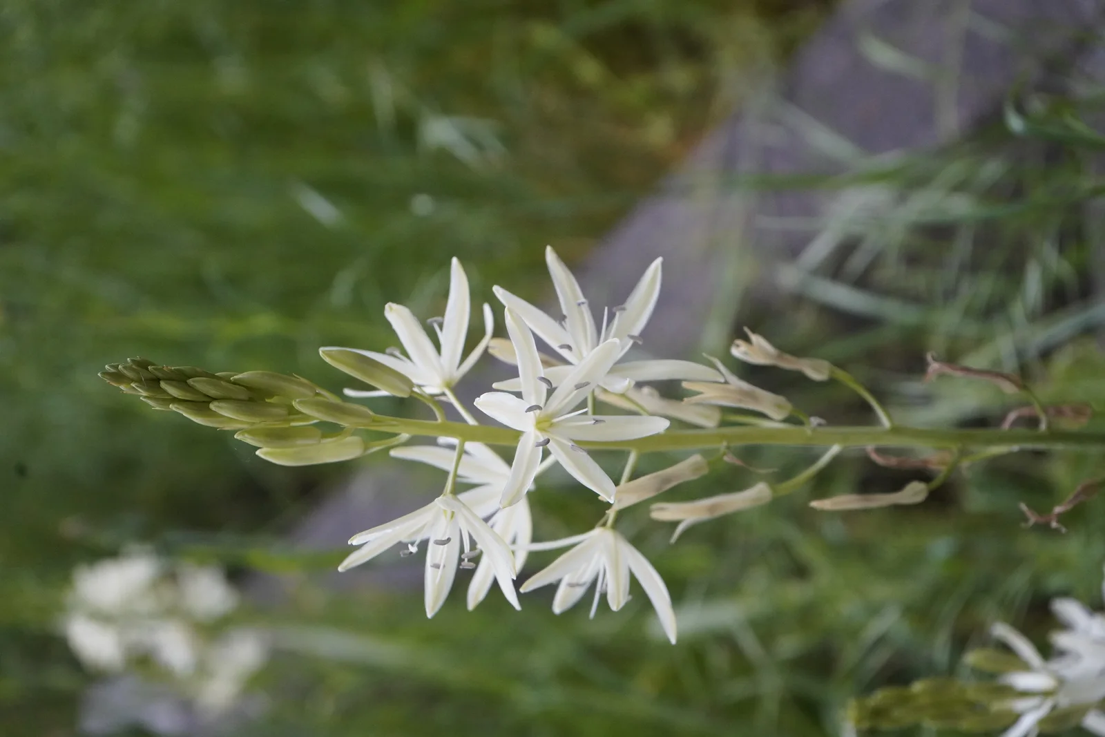Pacific Northwest Wilderness Monograph Study #1591