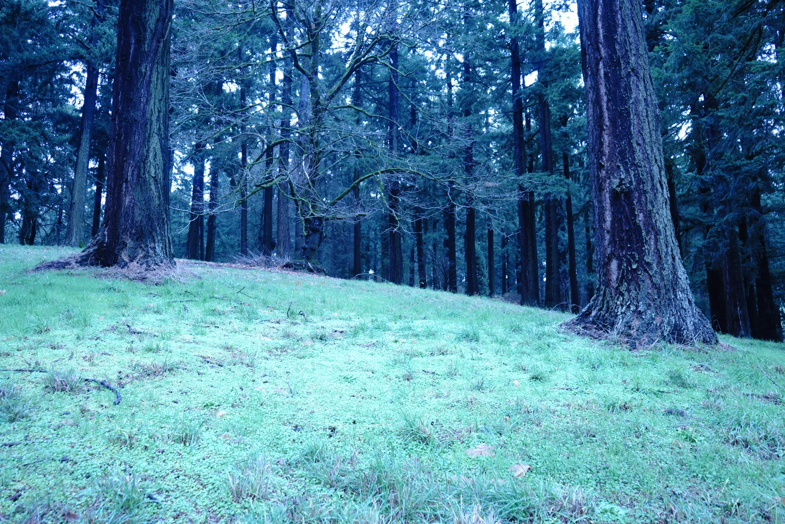 Pacific Crest Living Sanctuary #2165
